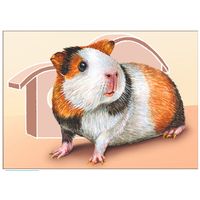 Морская свинка. Из серии "Домашние питомцы". Открытка, глянец