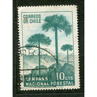 Араукария. Восстановление лесов. Чили. 1967