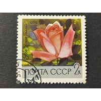 1969 СССР. Главный ботанический сад Академии наук в Москве. Роза "Ясная поляна"