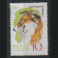 З. 3080. 1965. Шотландская овчарка. ЧиСт.