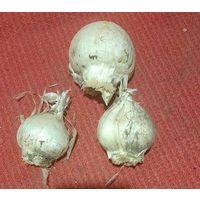 Декоративный лук Аллиум