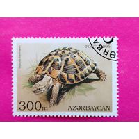 Азербайджан. Черепаха. ( 1 марка ) 1995 года. 2-14.