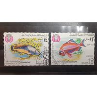 Йемен. 1967 год. Фауна. Рыбы (82)