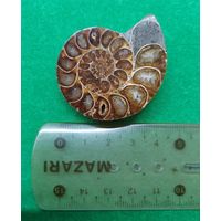 Аммонит. Таджикистан.