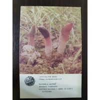 Календарик Прибалтика Мутинус