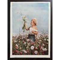 Гаранин Ромашки 1959 чистая открытка СССР