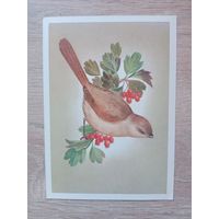 Сущенко 1981 не подписана