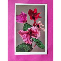 Поздравляю! Чистая. Двойная. 1973 года. Фото Кассина. 2105.