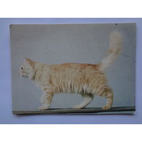 Календарик 1994 г. Сибирский кот. (163).