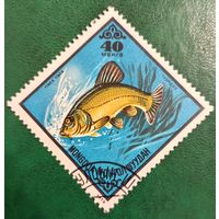 Монголия 1975. Фауна. Рыбы. Tinca Tinca