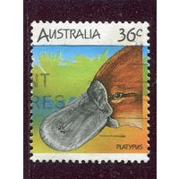 Австралия. Фауна. Утконос