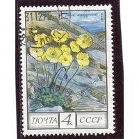 СССР 1975.. Флора. Мак полярный