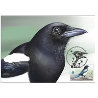 Картмаксимум "Птицы Беларуси. Врановые. Сорока"