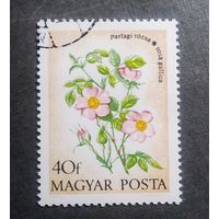 Марка Венгрия 1973 Цветы