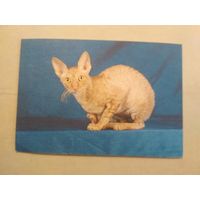 Карманный календарик. Кошки . 1996 год