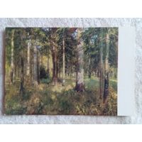 1952. Хаимов. Лесопарк в Подмосковье