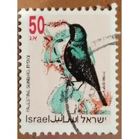 Израиль. Фауна. Птицы. Palestine Sunbird