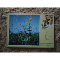 Беларусь. 2003. Картмаксимумы. Цветы. Серия