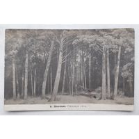 Российская Империя до 1917г. ПК(Открытое письмо)  Шишкин. Сосновый лес. Чистая