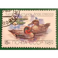 СССР 1989. Фауна. Чирок