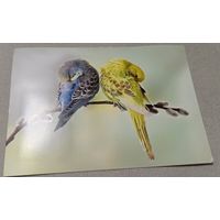 Посткроссинг. Открытка из Германии: волнистые попугайчики (11х16).  Прошла почту. Художественные марки, чёткий штемпель.