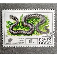 Марка СССР 1977 год Фауна