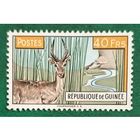 Гвинея 1961. Фауна. Водяной козел