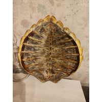 Панцирь морской черепахи.