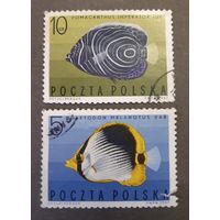 Марки. Польша. 1967 год. Рыбы. Фауна (2 марки из набора)