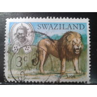 Свазиленд, 1969. Лев