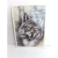 Открытка чистая, 1989г. Волк. Художник А. Исаков. 14