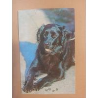 Календарь 1990 ретривер