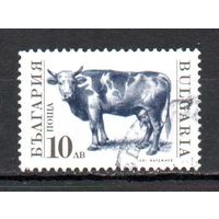 Стандартный выпуск. Корова Болгария 1991 год серия из 1 марки