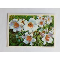 Н.Матанов Лилии. 1980 год. Двойная. Чистая.