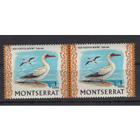 Монтсеррат 1970** Фауна Птицы сцепка SG#242