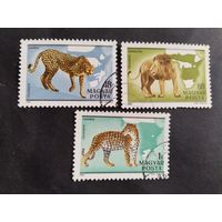 Венгрия  1981  дик.животные  3 м