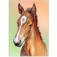 Жеребёнок. Открытка, глянец