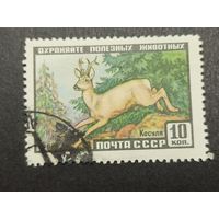 1961 СССР. Фауна СССР. Косуля