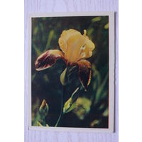 Раскин Л.(фото), Ирис; 1963, чистая.