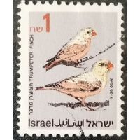 Израиль. Фауна. Птицы