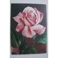Цветы, роза; 1970, подписана, Германия, п/п 1987, марка.