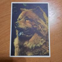Открытка ГДР "Чау-чау"