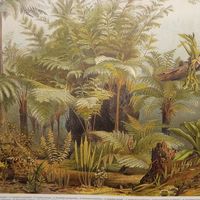 Farne I. ХРОМОЛИТОГРАФИЯ. Германия.30.5х24.5см.    19-20в.