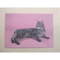 Карманный календарик. Кошки . 1996 год