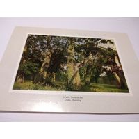 Открытка 1985г. И. И. Шишкин. Дубы. Вечер.