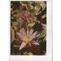 Подписанная открытка 1964г. "Нимфея" фото М. Анфингер