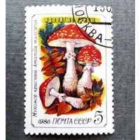 Марка СССР 1986 год Грибы