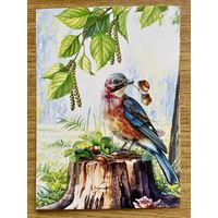 Открытка для посткроссинга "Природа России: Птицы. Евразийская сойка" 11,5 х 15,8 см.