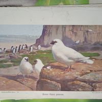 Малая белая ржанка. Литография СПБ. Энциклопедическая гравюра конец 19века 25х17см. РАСПРОДАЖА КОЛЛЕКЦИИ.