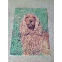 Открытка   английский кокер - спаниель